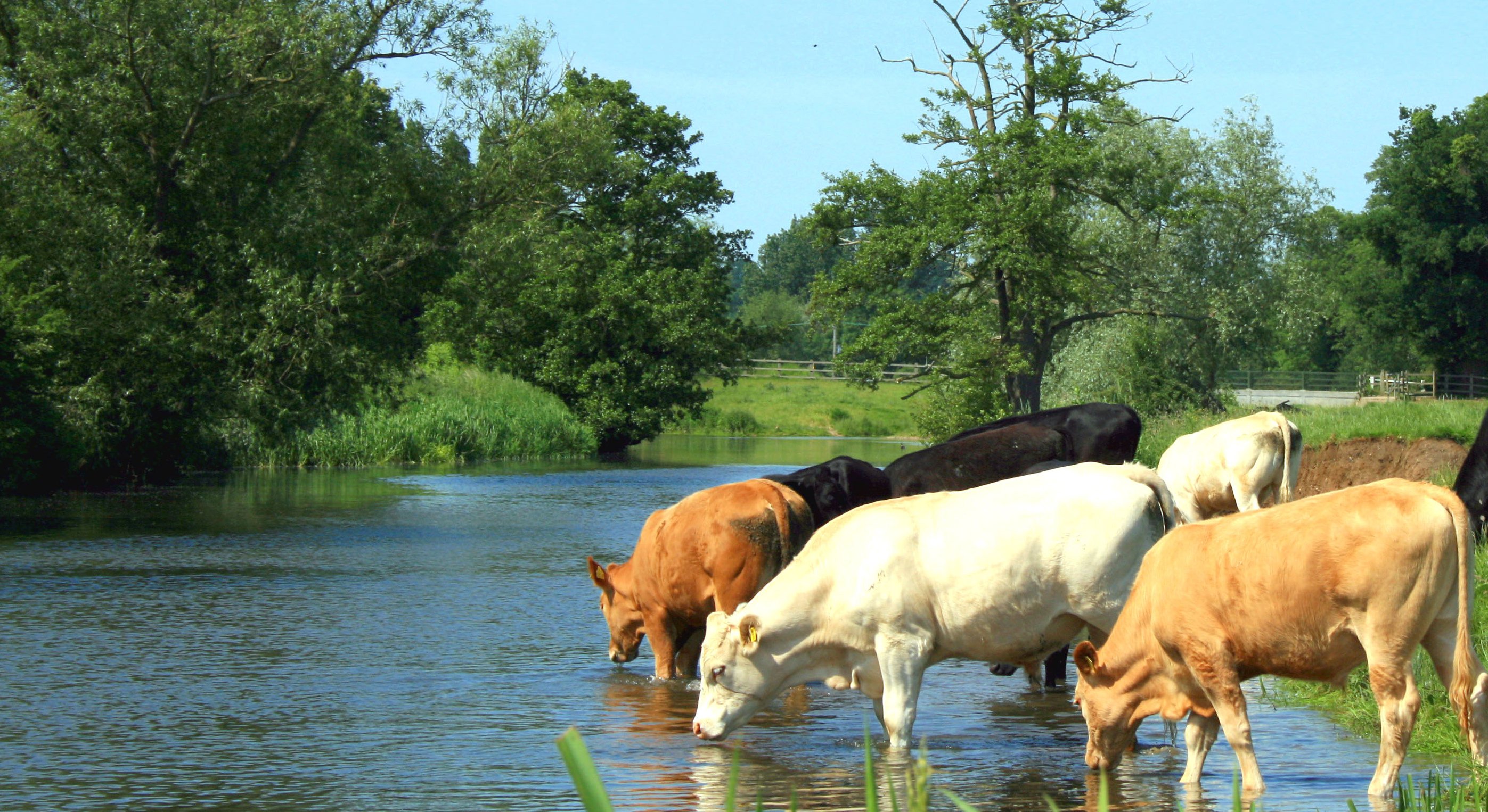 Agricultural Water. How suitable is your water for livestock or irrigation?