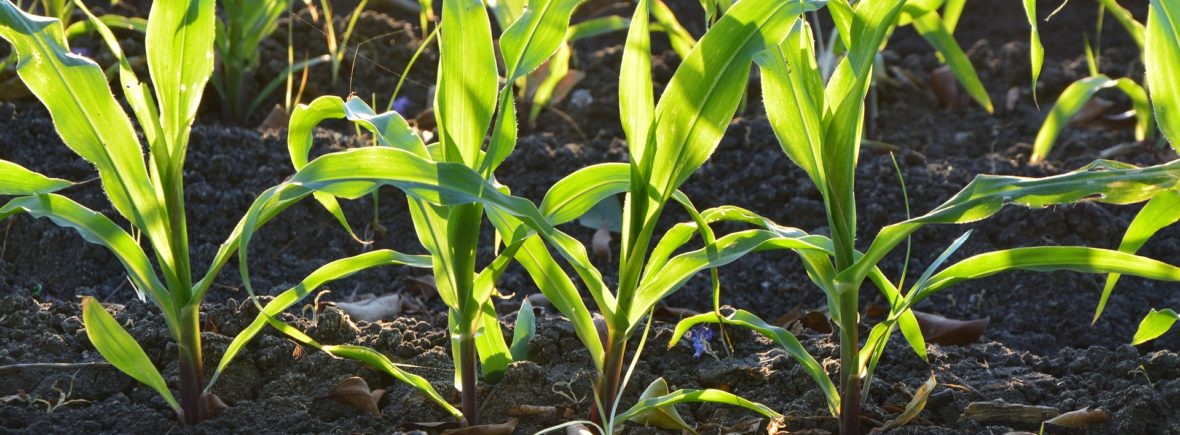 Soil with corn in preboot stage